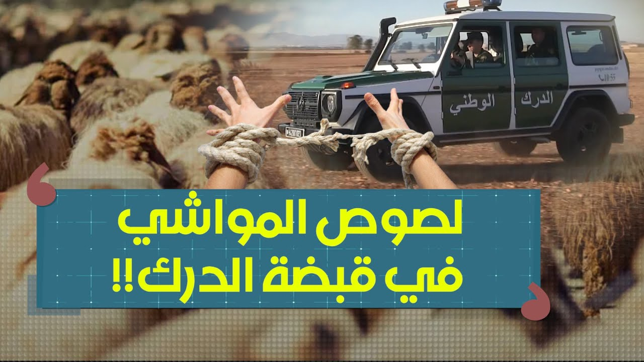 سرقة المواشي