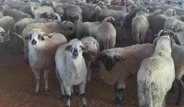 الشركة الجزائرية للحوم الحمراء عن تواريخ بيع أضاحي عيد الأضحى